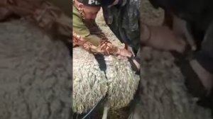 Примерка фартука на барана пробника с метчиком