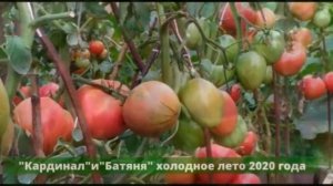 ШПАРГАЛКА 22. Томаты. Болезни. Схема обработки.