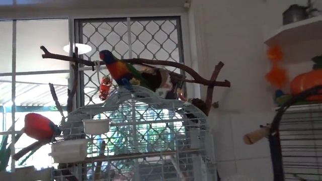 История Птички Тук Тук. Пожары в Австралии. Baby Butcher Bird Tuk Tuk.. Bush Fiers in Australia.. смотреть онлайн