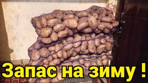Какую купить картошку на хранение на зиму ?
