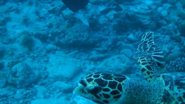 Friendly Turtle, Dhaalu Atoll, Maldives смотреть онлайн