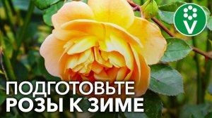 РОЗЫ В ОКТЯБРЕ: что нужно обязательно сделать, а что делать нельзя ни в коем случае