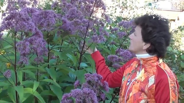 Неприхотливые растения для сада  Посконник. Сайт "Садовый мир"
