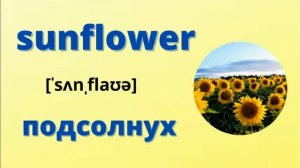 Английские слова на тему «Цветы»