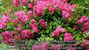 Роза Эксцельза