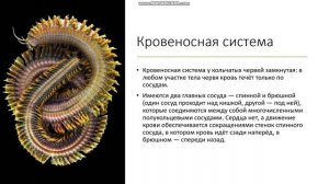 7 класс Тип Кольчатые черви Кольчецы Класс Многощетинковые черви Полихеты