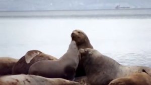 Морские львы отдыхают на моховском пляже