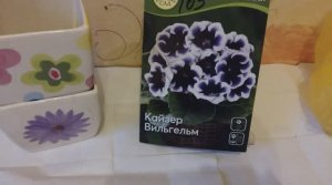 Сажаю клубни глоксинии, купленные в магазине