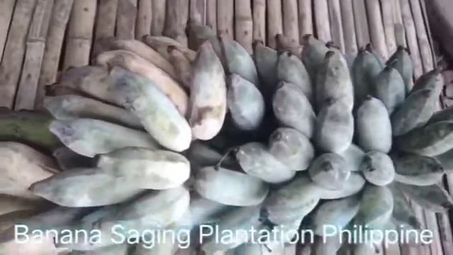 Blue java banana is the fruits Blue Color? смотреть онлайн