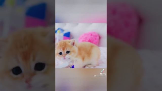Маленький золотой британский котенок