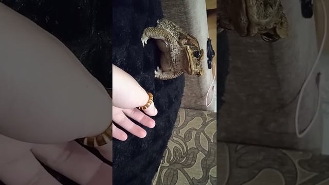 Жаба ага и червячный ням смотреть онлайн