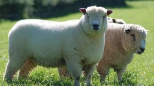 3.ДЕРЕВЕНСКИЕ ЖИВОТНЫЕ: Как блеет овца, звук овцы, звуки овец, animal sound, sheep sound, sheeps