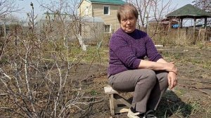 Сцилла, Пролеска сибирская в Омске