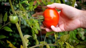 Супер Средство Для Томатов Соль! Убьет Вредителей И Избавится От Болезней! Соль Для Томатов