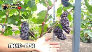 ?Обзор технических сортов винограда.?