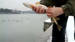 Москва река Городская рыбалка Щука