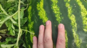 Огромный урожай томатов.Первые арбузы. Огромная тыква.Голубика Блюкроп и Патриот.6 августа 2022.