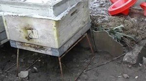 работы на пасеке в ноябре  - начинается зимовка пчел