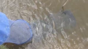 Река чурка Астраханская область Володарский р-он