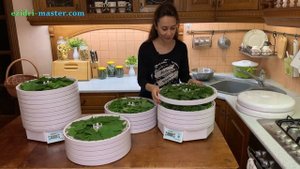 Сушка листьев растений для чая из своего сада