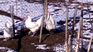 Бресс галльские куры.