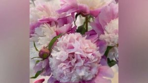 ВЫСТАВКА ПИОНОВ 2023. Клуб «Цветоводы Москвы», Аптекарский огород. #пионы #paeonia