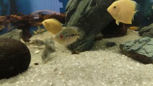 Аквариум цихлидник 500 литров.