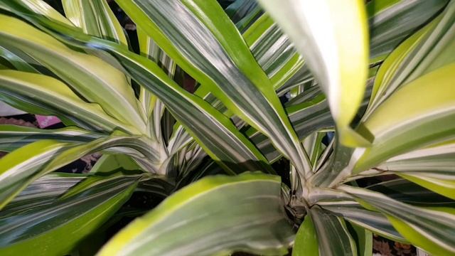 How to care for a Dracaena lemon lime plant?Gardening with Susie TLC? смотреть онлайн