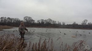 Охота на уток и гусей с подсадными. Ноябрь 2019
