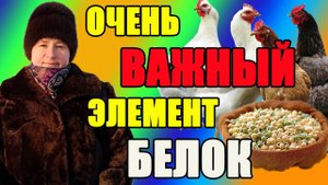 Очень важный элемент БЕЛОК для кур несушек.