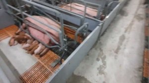 Рождение поросят , поросята маленькие разных пород , поросята дюрок