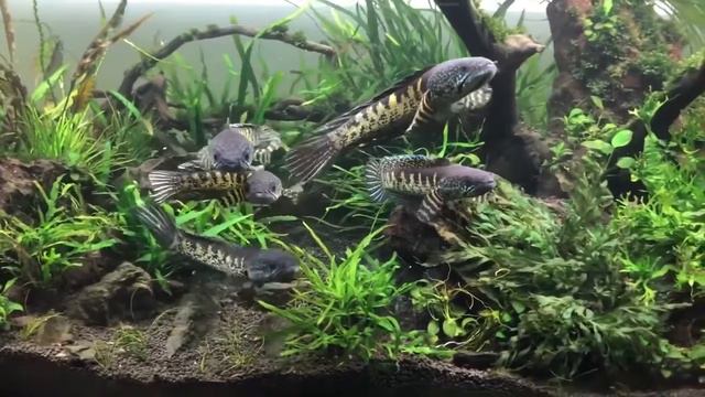 Змееголовы Channa Aurantimaculata в аквариуме смотреть онлайн
