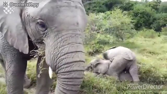 Смешные моменты с слонами) смотреть онлайн
