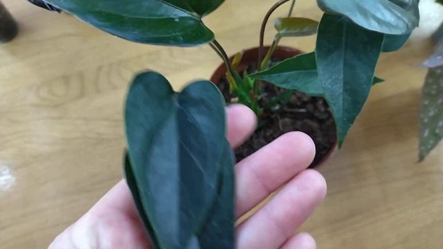 Потрясающе красивые цветочные новинки комнатных растений с выставки .