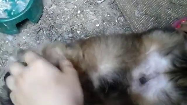 Танцы собаки в селе смотреть онлайн