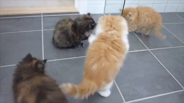 What do Persian Cats love? How big do Persian Cats get? смотреть онлайн