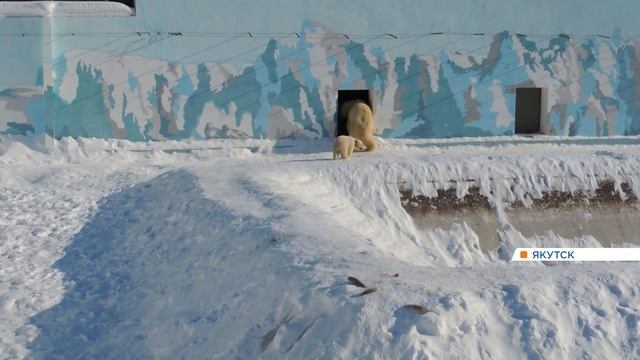 В якутском зоопарке родился белый медвежонок смотреть онлайн