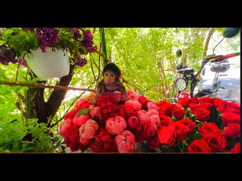 Люся ЦВЕТОЧНАЯ ФЕЯ , она питается лепестками цветов)