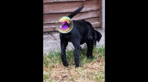 засмеялся проиграл