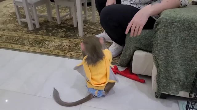 Знакомство с кроликом , Никушка трусишка😄 смотреть онлайн