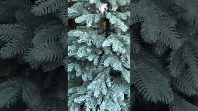 Елка искусственная литая Премиум голубая - Ялинка лита Преміум блакитна смотреть онлайн