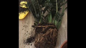 Рассаживаю замиокулькас равен (чёрный ворон)