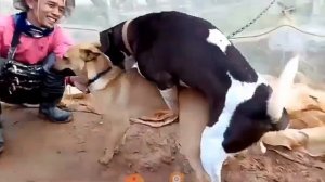 Dog is Mating