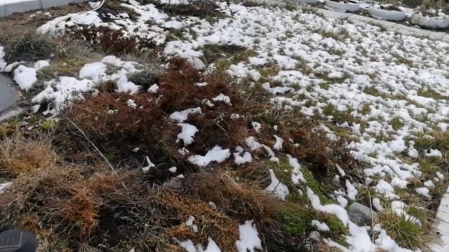 Обзор дачного участка после зимы. 30 апреля. смотреть онлайн