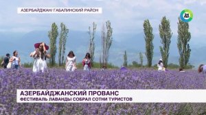 Фестиваль лаванды в Азербайджане: бескрайние поля окрасились в фиолетовый цвет