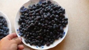 УРОЖАЙ жимолости сорт БОРЕАЛИС. honeysuckle overview.