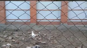 Сколько весит вьетнамский поросенок в 8 месяцев?
