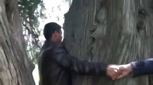 Бу дарахт Тожикистонда Истаравшан шахрида 1400 йилик Чинор дарахти