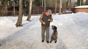 Айс. Первое занятие с легавой собакой.