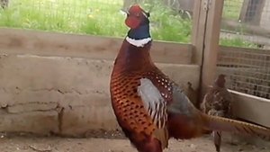 Фазаны. Фазан токует.  Как кричит фазан.